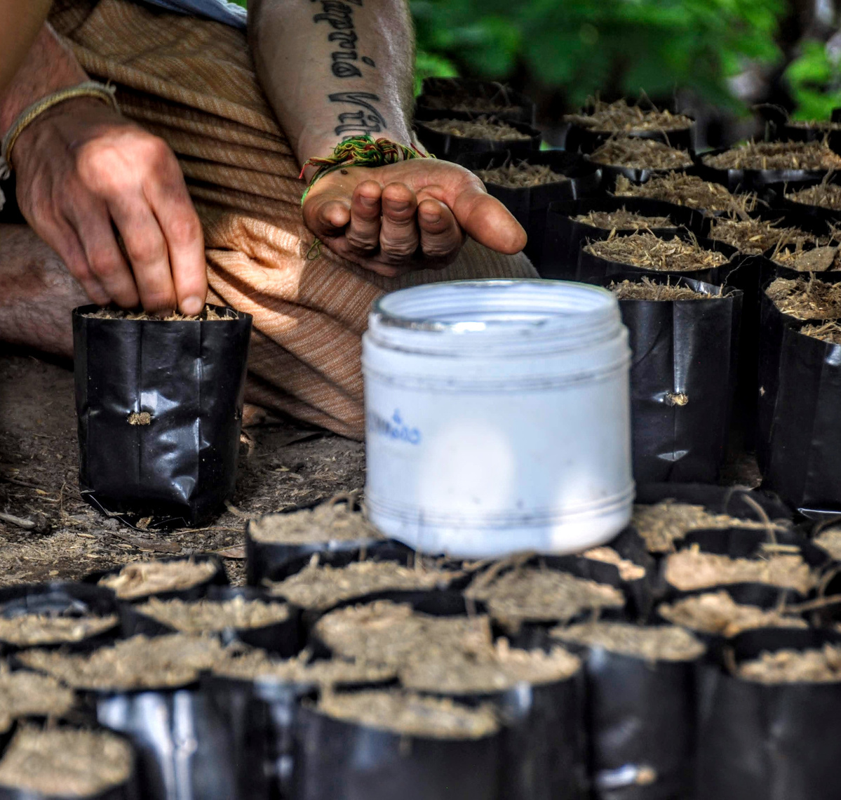 Tree Planting & Forest Experience