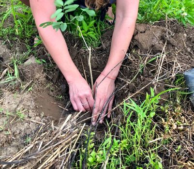 Tree Planting & Forest Experience 2